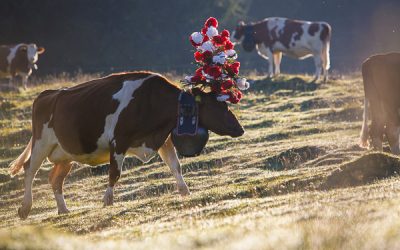 Désalpe: Welcoming the Cows Home in Switzerland.