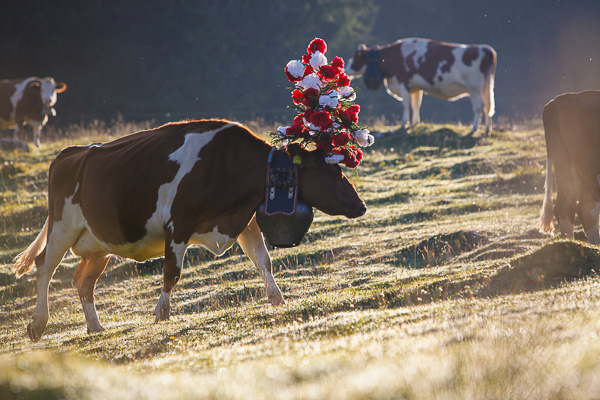 Désalpe: Welcoming the Cows Home in Switzerland.