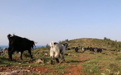 On the Move with Sarıkeçili Nomads – Day 1