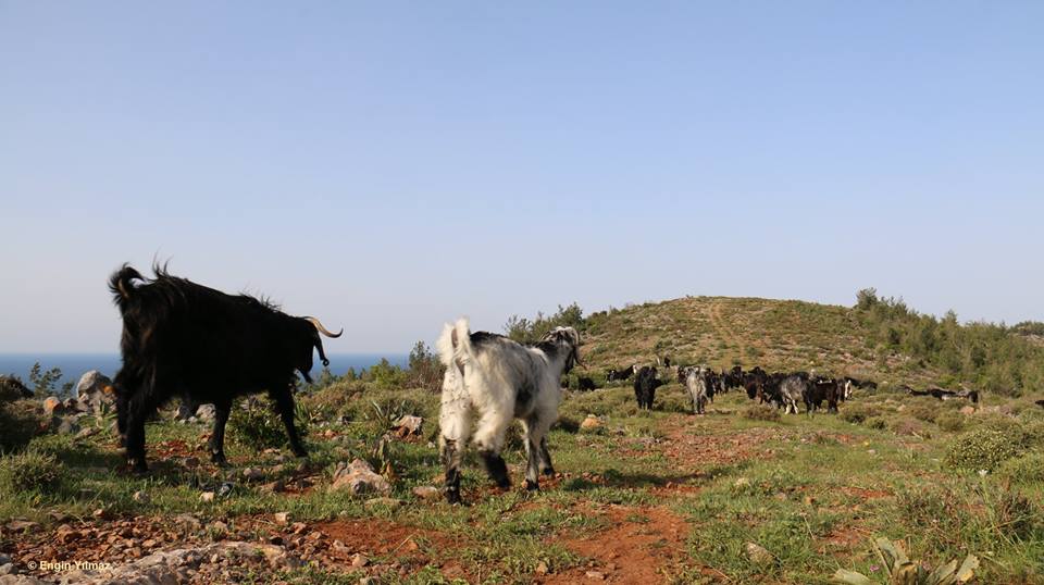 On the Move with Sarıkeçili Nomads – Day 1