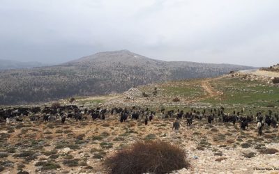 Mobile Pastoralism Contributes to Habitat Heterogeneity (Day 12)