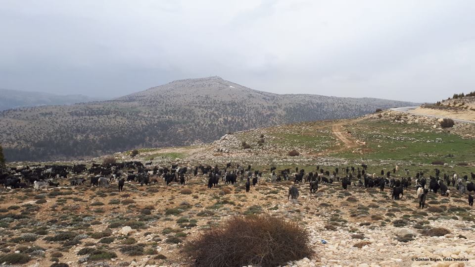 Mobile Pastoralism Contributes to Habitat Heterogeneity (Day 12)