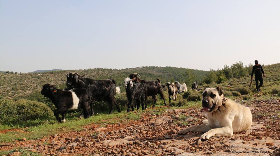 Mobile Pastoralists know how to Coexist with Wildlife (Day 13)