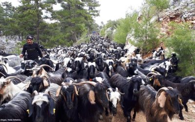 Mobile Pastoralism is the most Efficient Livestock Farming System (Day 3)