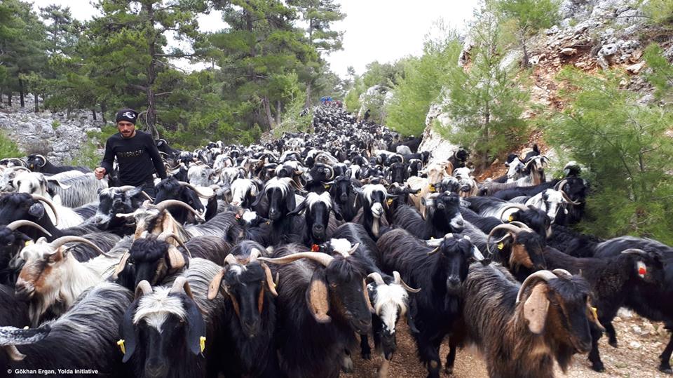 Mobile Pastoralism is the most Efficient Livestock Farming System (Day 3)