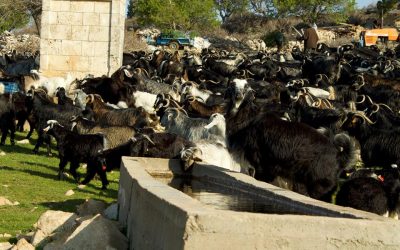 Mobile Pastoralism has Direct Benefits for Water Cycle Regulation (Day 7)